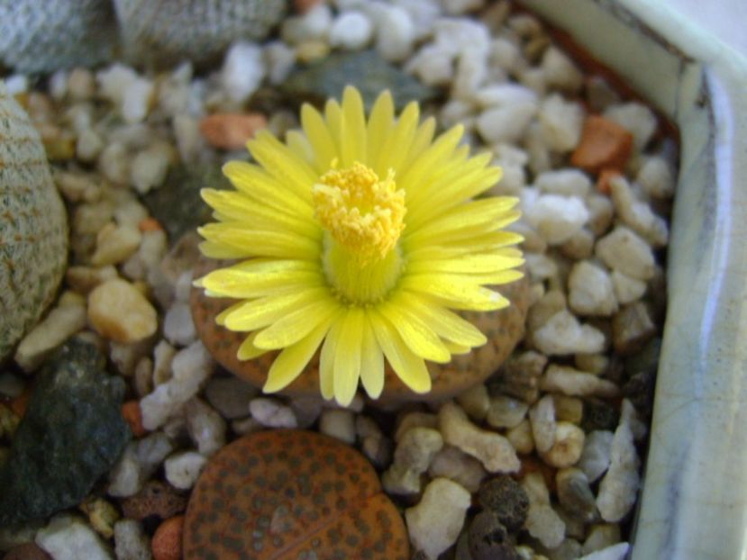 Lithops fulviceps - Suculente 2017