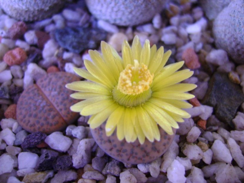 Lithops fulviceps - Suculente 2017
