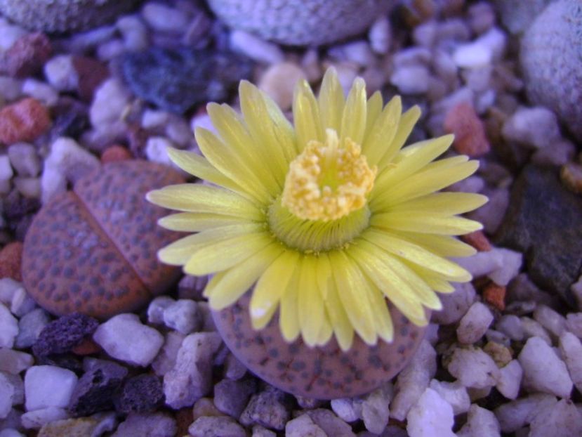 Lithops fulviceps - Suculente 2017