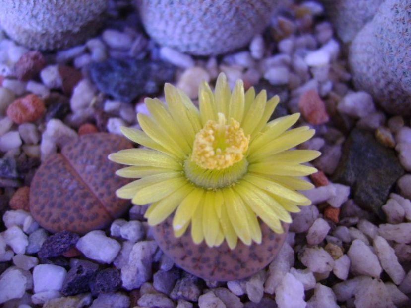 Lithops fulviceps - Suculente 2017