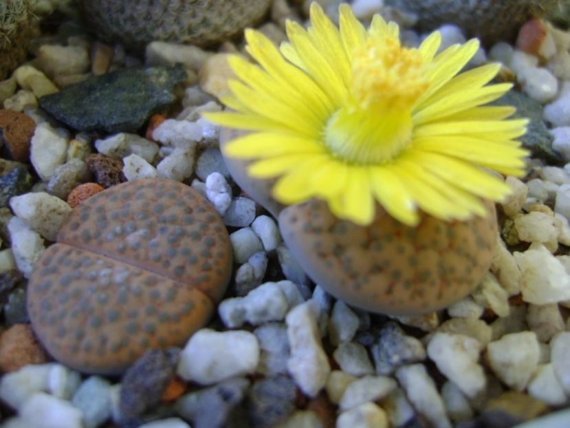 Lithops fulviceps - Suculente 2017