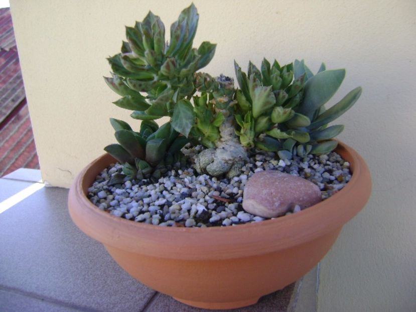 Grup de 4 suculente - Suculente 2017