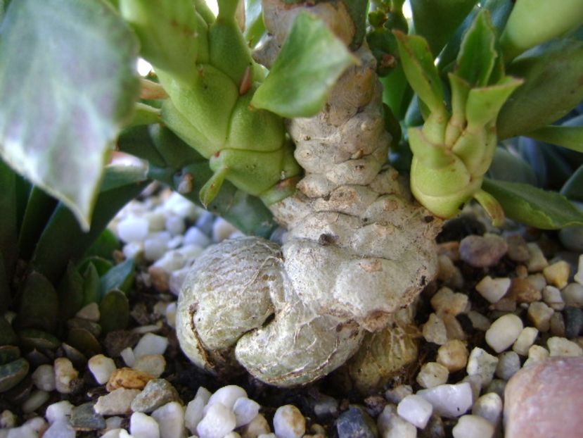 Monadenium guentheri - Suculente 2017