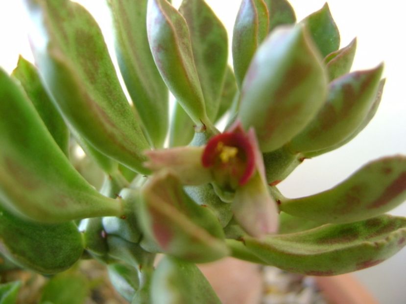 Monadenium guentheri - Suculente 2017