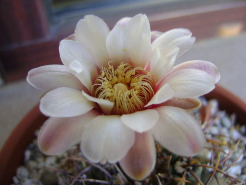 Gymnocalycium ochoterenae v. cinereum - Cactusi 2017 Gymnocalycium