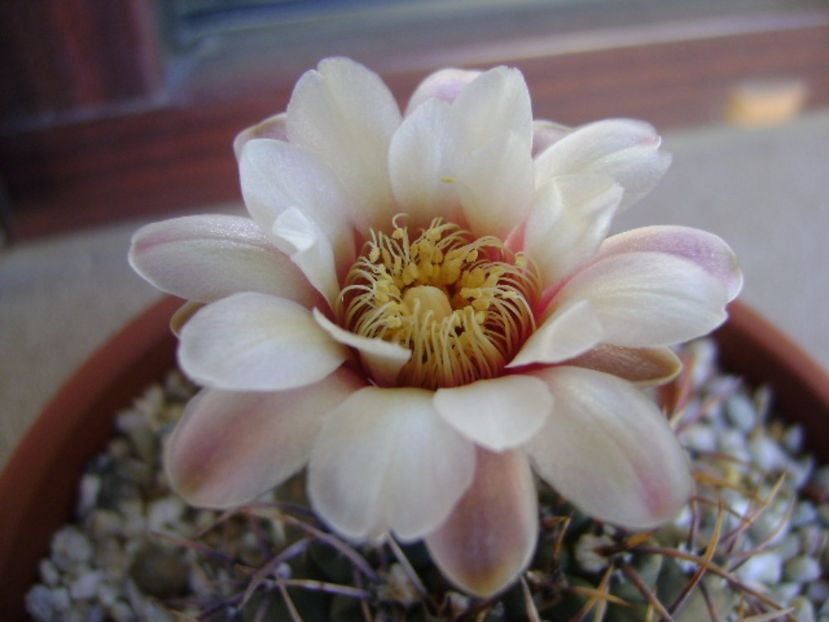 Gymnocalycium ochoterenae v. cinereum - Cactusi 2017 Gymnocalycium