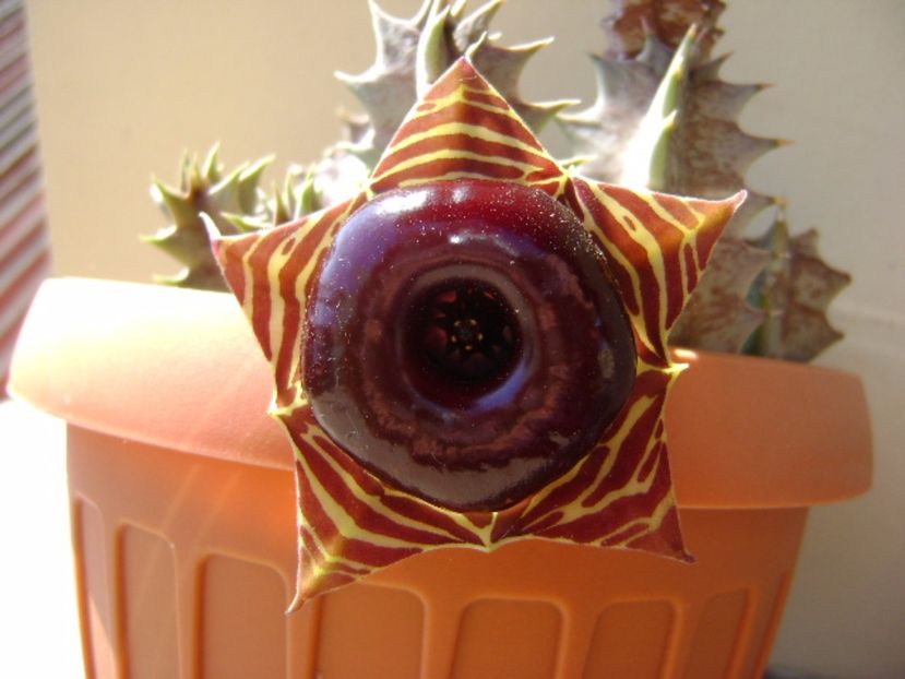 Huernia zebrina v. magniflora - Stapeliade 2017