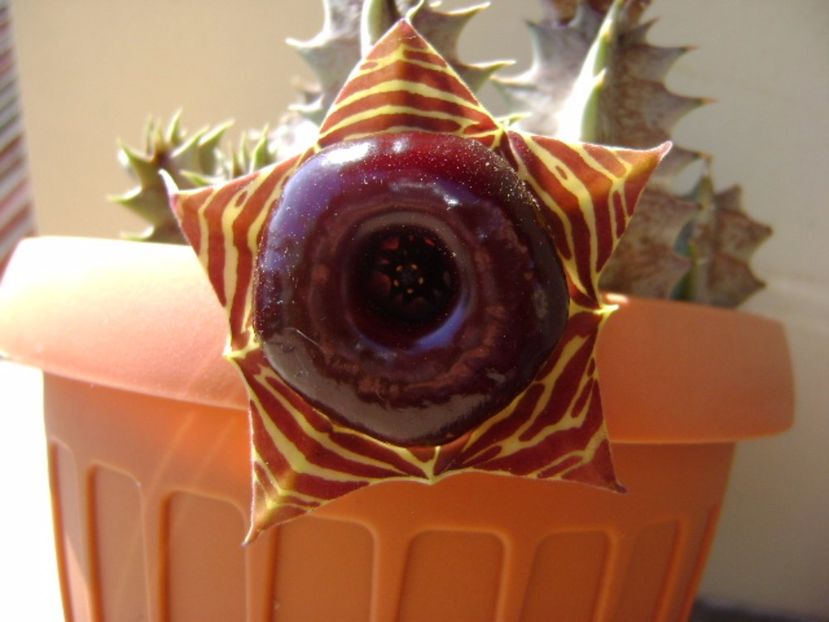 Huernia zebrina v. magniflora - Stapeliade 2017