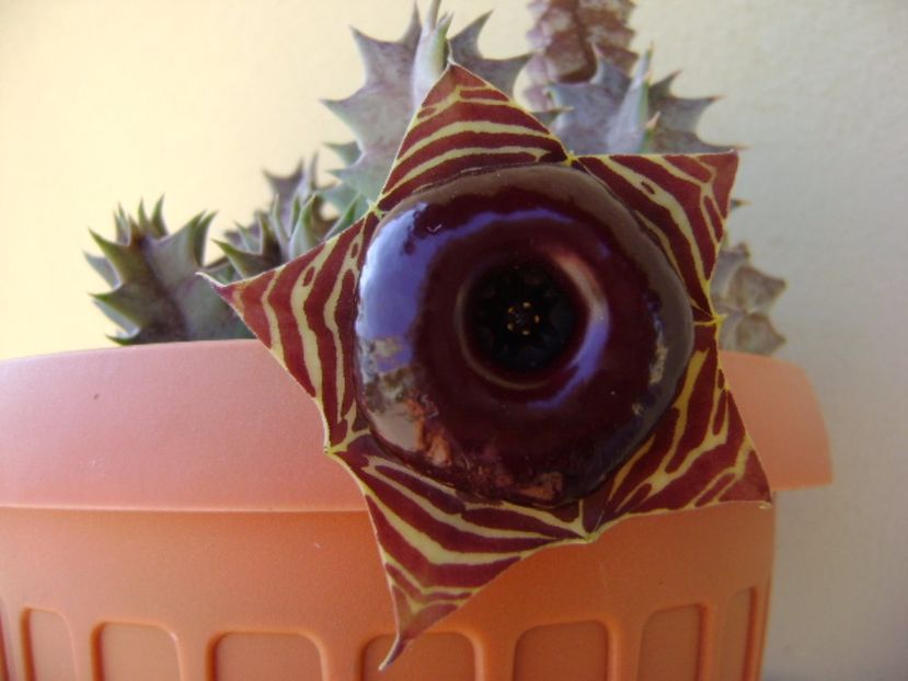 Huernia zebrina v. magniflora - Stapeliade 2017
