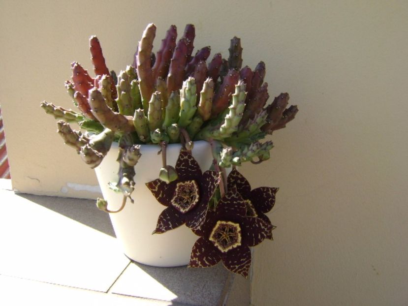 Stapelia variegata - Stapeliade 2017