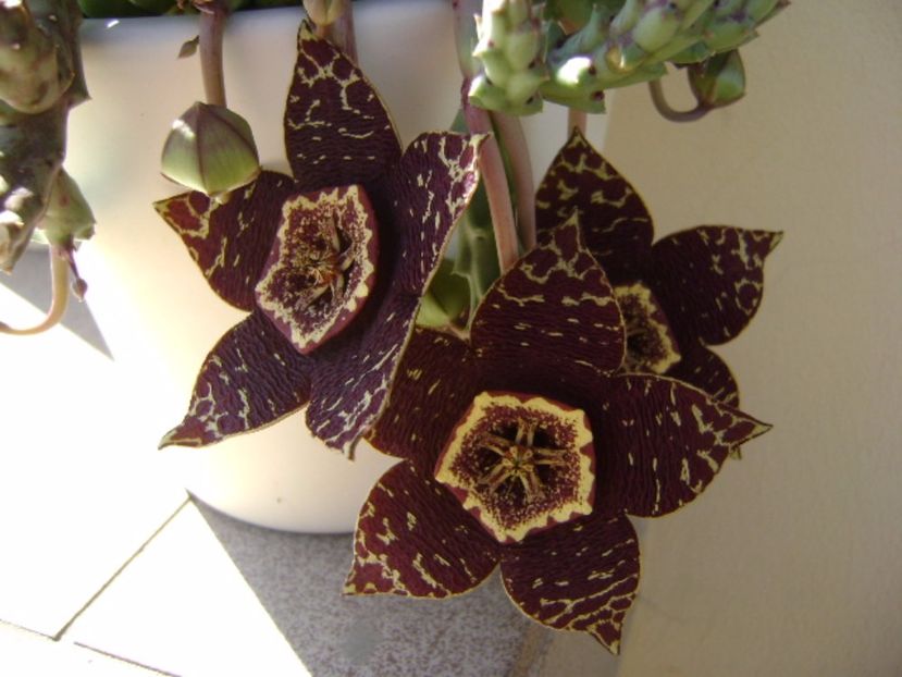 Stapelia variegata - Stapeliade 2017