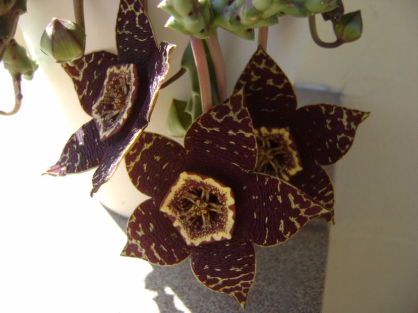Stapelia variegata - Stapeliade 2017