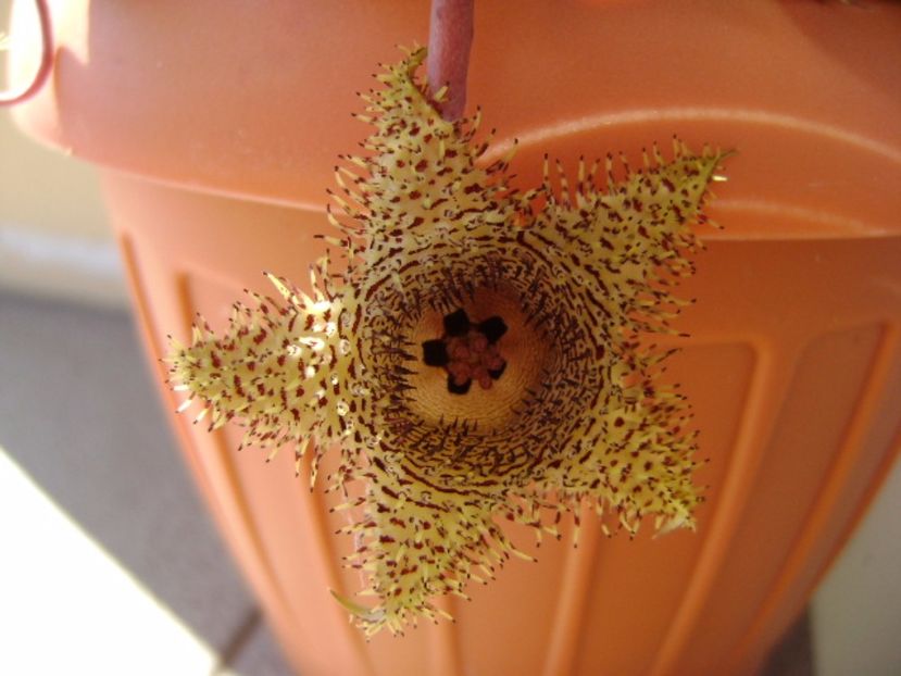 Huernia histrix v. nova - Stapeliade 2017