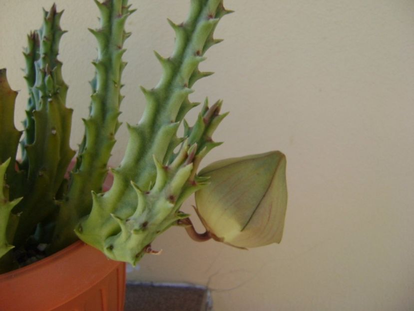 Stapelia hb. berlinensis - Stapeliade 2017