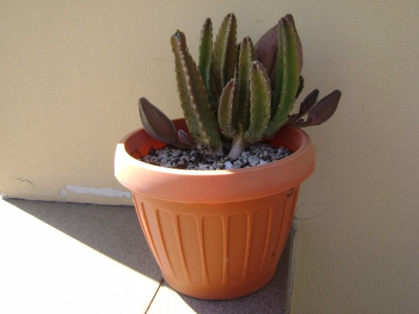 Stapelia grandiflora - Stapeliade 2017