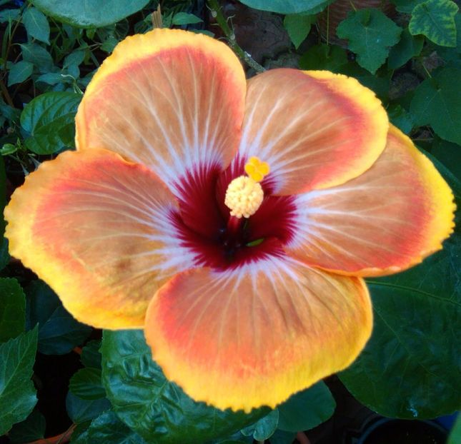  - Hibiscus Tahitian Autumn Odyssey