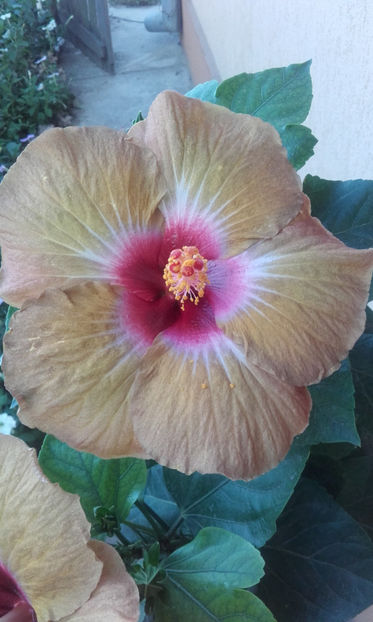  - hibi creme de cacao