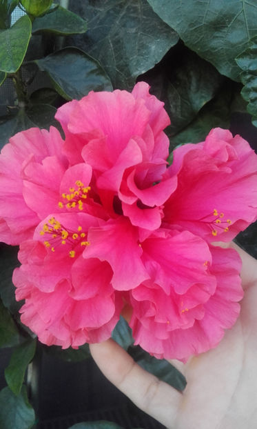  - hibi pride of hankins