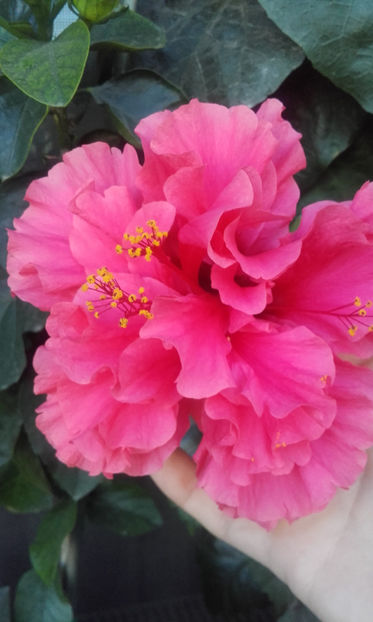  - hibi pride of hankins