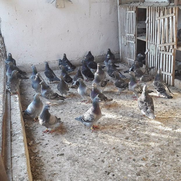 21754903_1974609142814859_1708251642_o - CONTACT