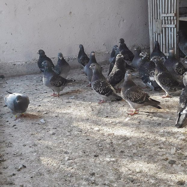 21755078_1974609422814831_768793309_o - CONTACT