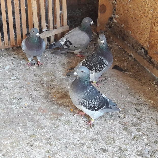 21767283_1974609366148170_950779164_o - CONTACT