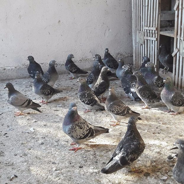 21767307_1974609486148158_2141421595_o - CONTACT