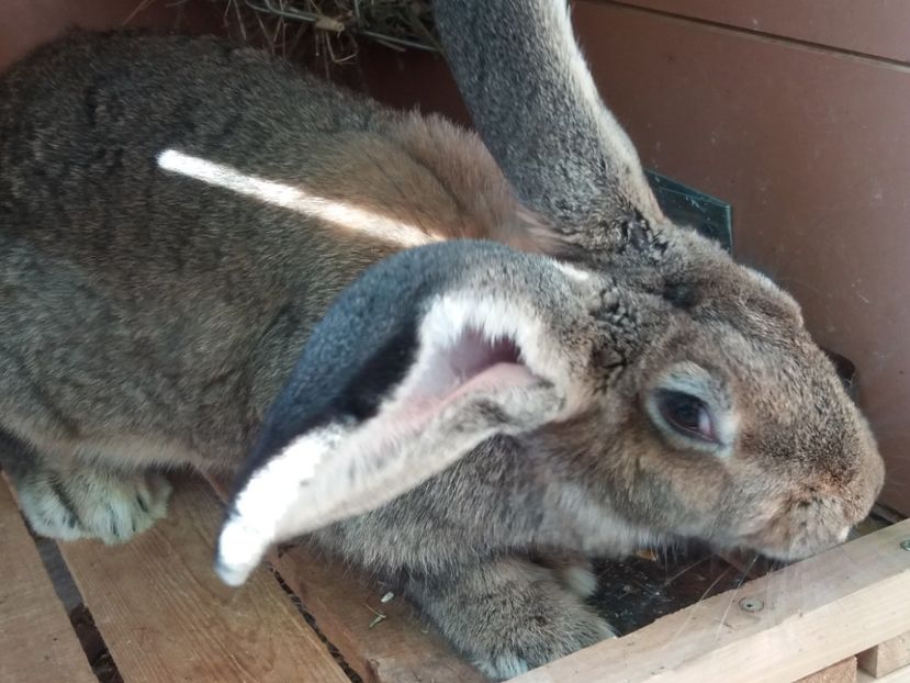 5,5 luni - Femela 3 UG Gri