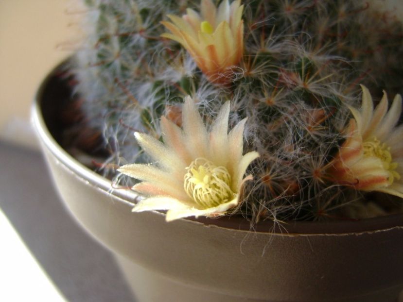 Mammillaria bocasana - Cactusi 2017 final de an