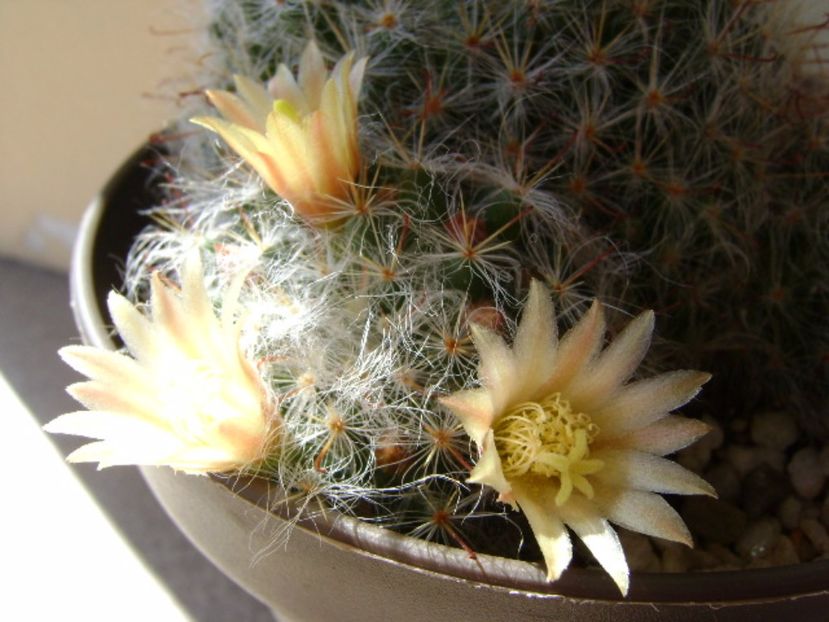 Mammillaria bocasana - Cactusi 2017 final de an