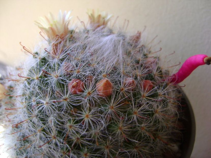 Mammillaria bocasana - Cactusi 2017 final de an