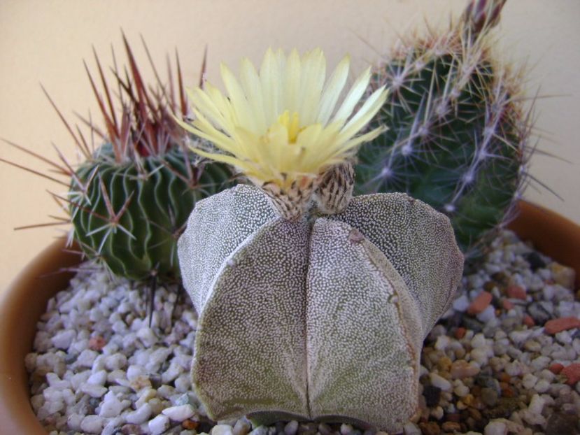 Astrophytum coahuilense - Cactusi 2017 final de an