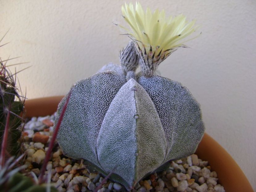 Astrophytum coahuilense - Cactusi 2017 final de an