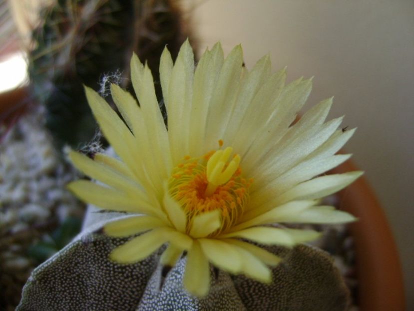 Astrophytum coahuilense - Cactusi 2017 final de an