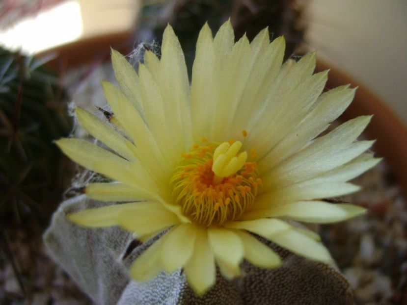 Astrophytum coahuilense - Cactusi 2017 final de an
