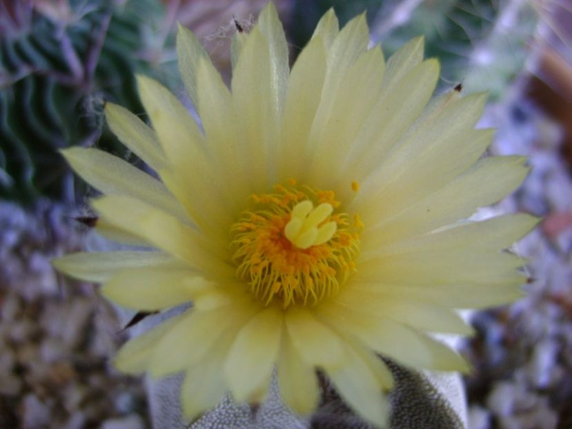 Astrophytum coahuilense - Cactusi 2017 final de an