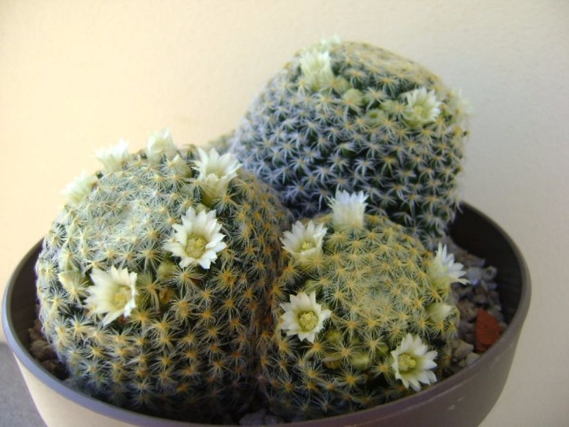 Mammillaria schiedeana - Cactusi 2017 final de an