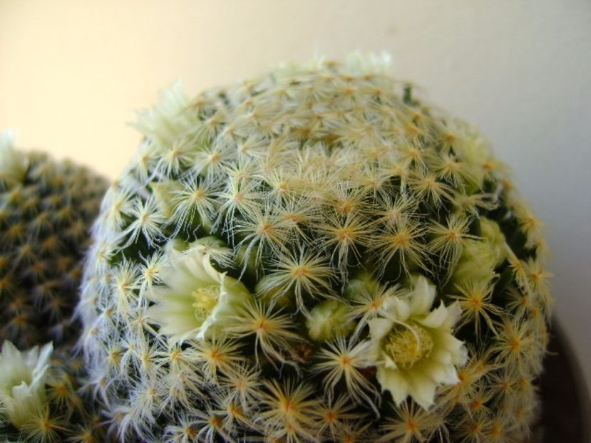 Mammillaria schiedeana - Cactusi 2017 final de an