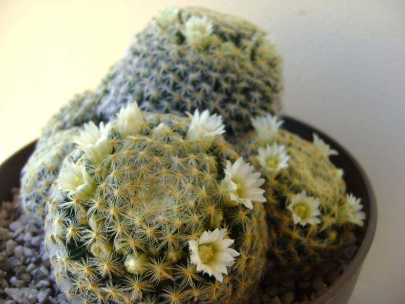 Mammillaria schiedeana - Cactusi 2017 final de an