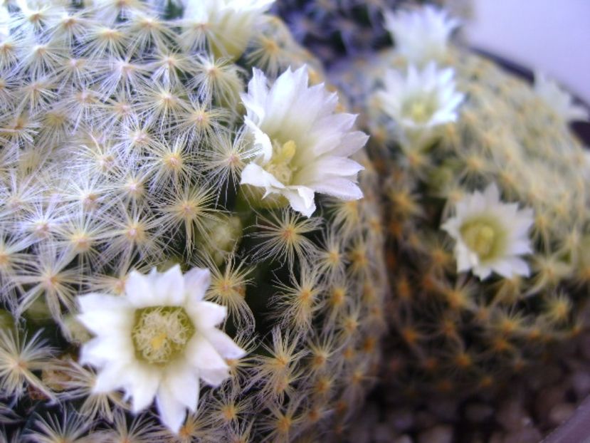 Mammillaria schiedeana - Cactusi 2017 final de an
