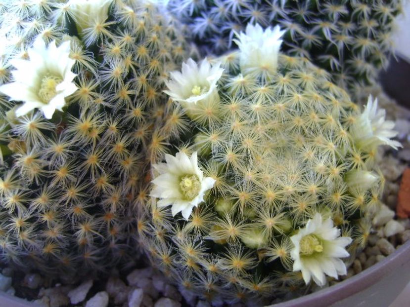 Mammillaria schiedeana - Cactusi 2017 final de an