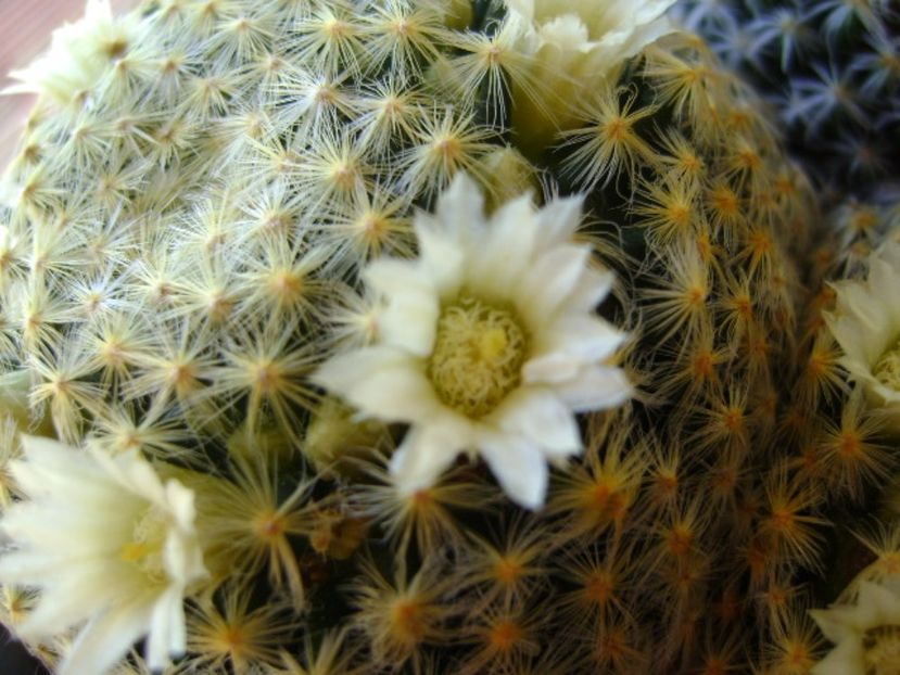 Mammillaria schiedeana - Cactusi 2017 final de an