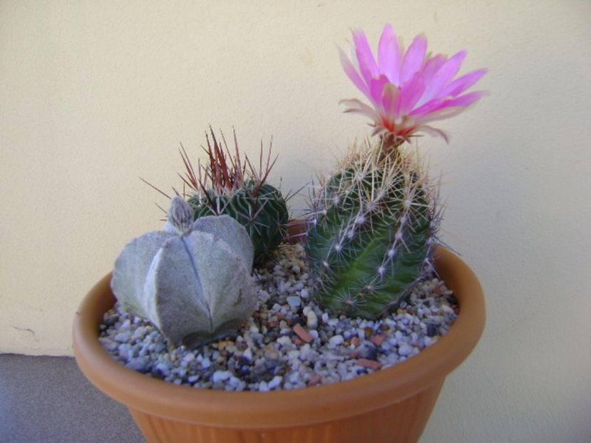 Thelocactus bicolor ssp. pottsii - Cactusi 2017 final de an