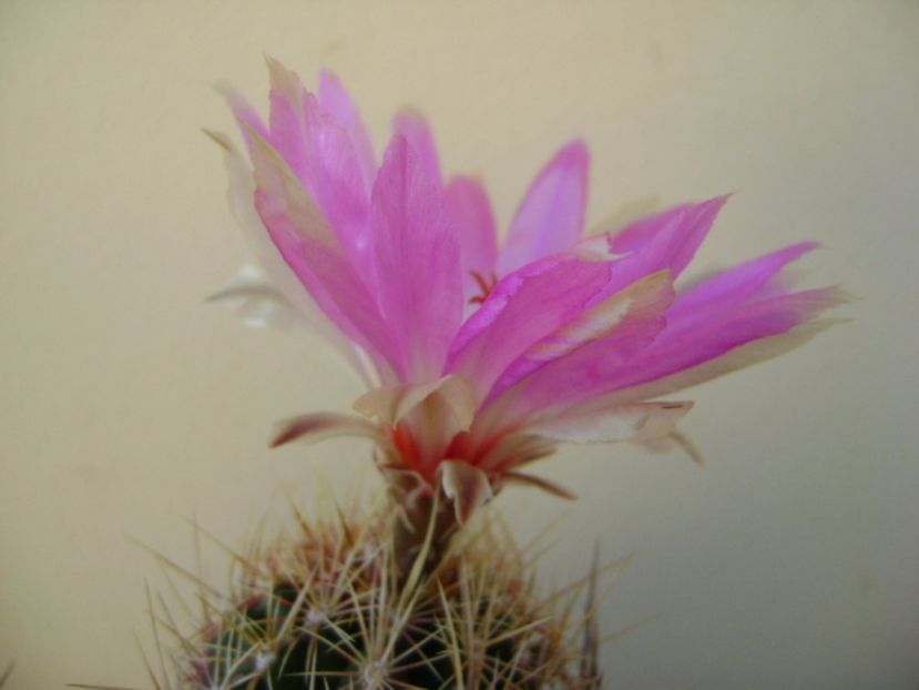 Thelocactus bicolor ssp. pottsii - Cactusi 2017 final de an