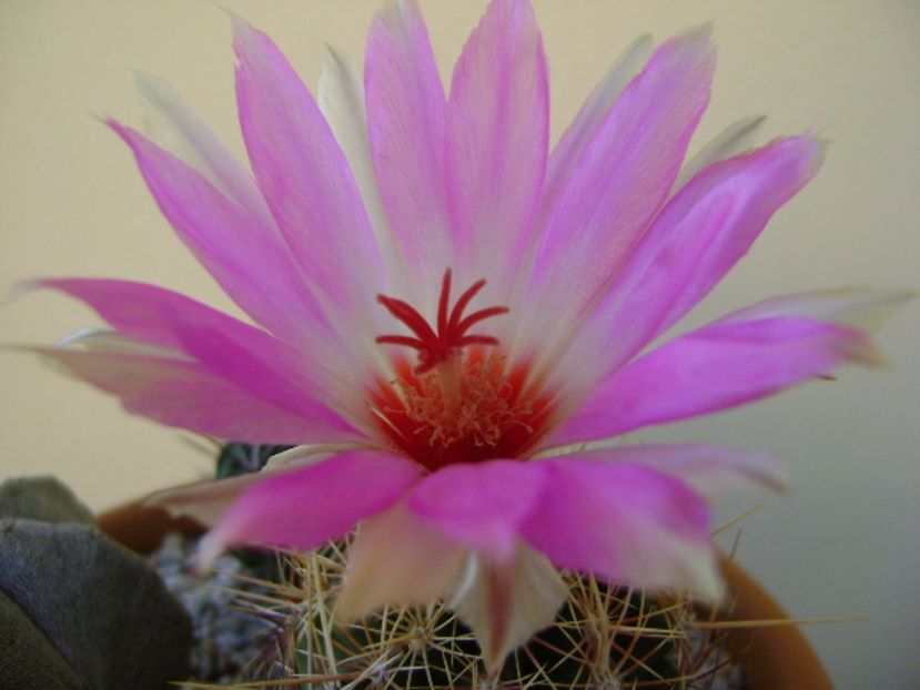 Thelocactus bicolor ssp. pottsii - Cactusi 2017 final de an