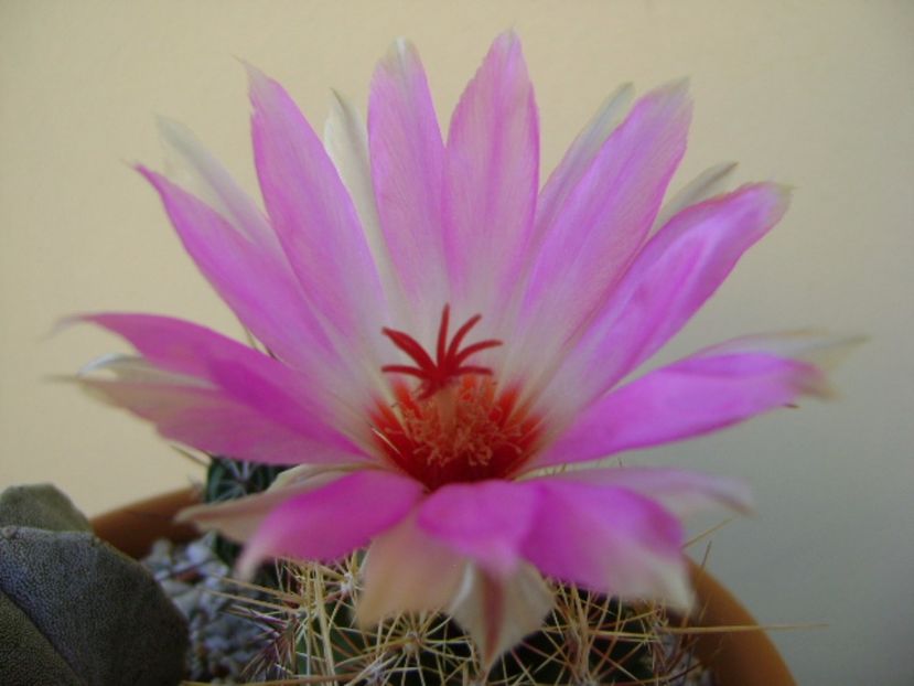 Thelocactus bicolor ssp. pottsii - Cactusi 2017 final de an