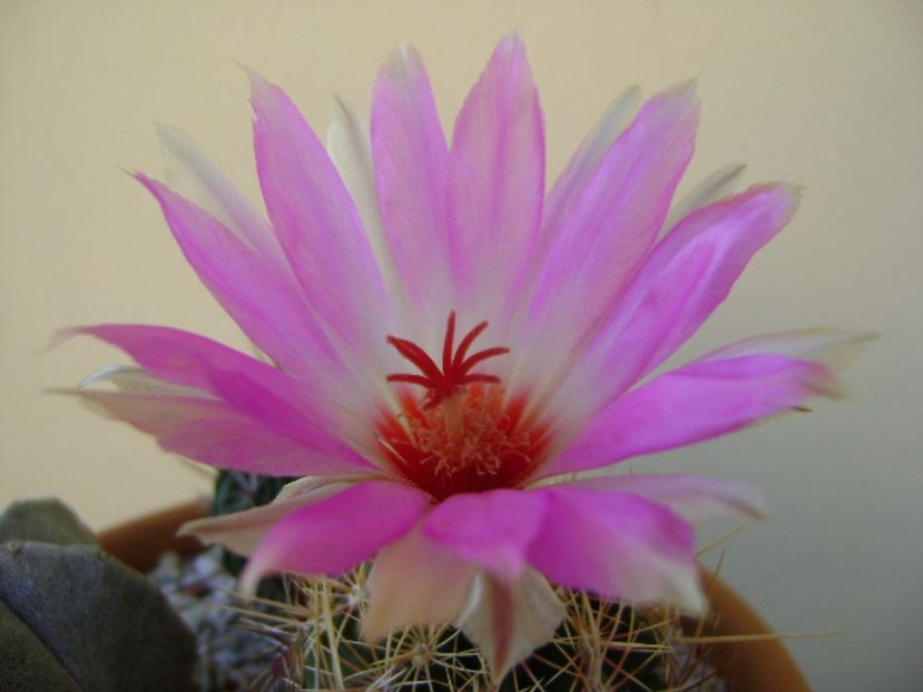 Thelocactus bicolor ssp. pottsii - Cactusi 2017 final de an