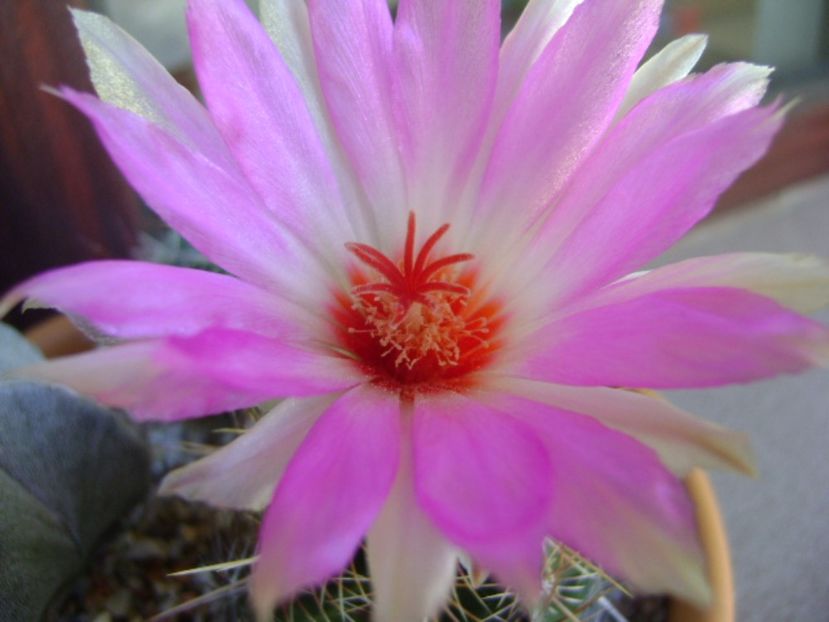 Thelocactus bicolor ssp. pottsii - Cactusi 2017 final de an