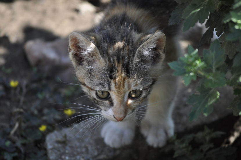 _DSC0179 - o alta achizitie 2017