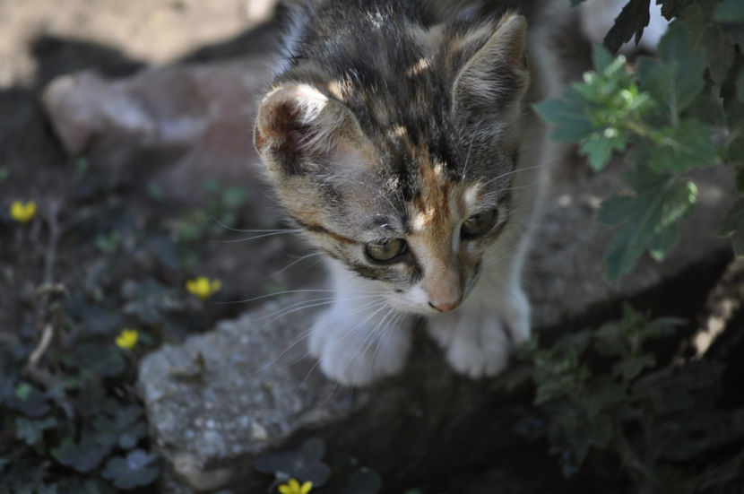 _DSC0180 - o alta achizitie 2017